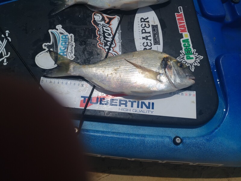 Fish Measure Picture